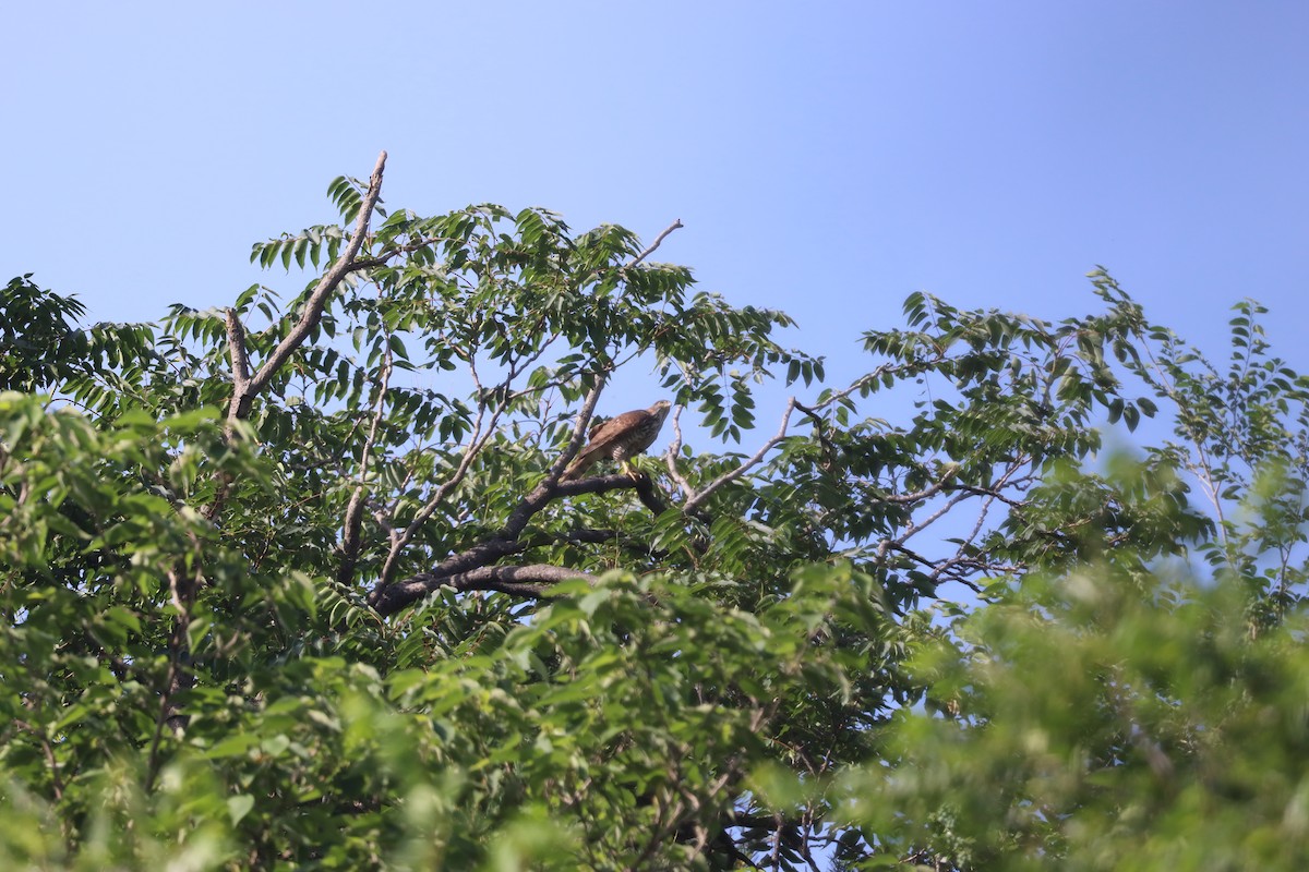 Crested Goshawk - ML637088392
