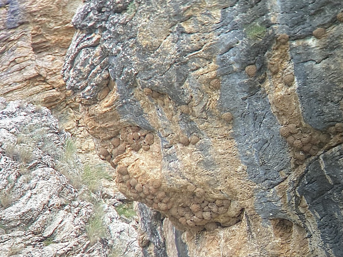 Western House-Martin - ML637088393