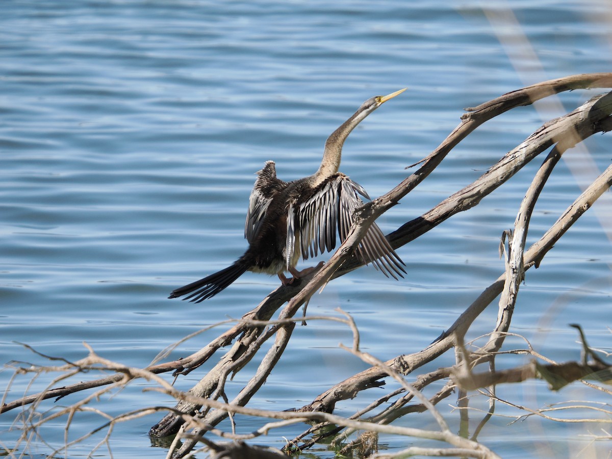 Australasian Darter - ML637088680