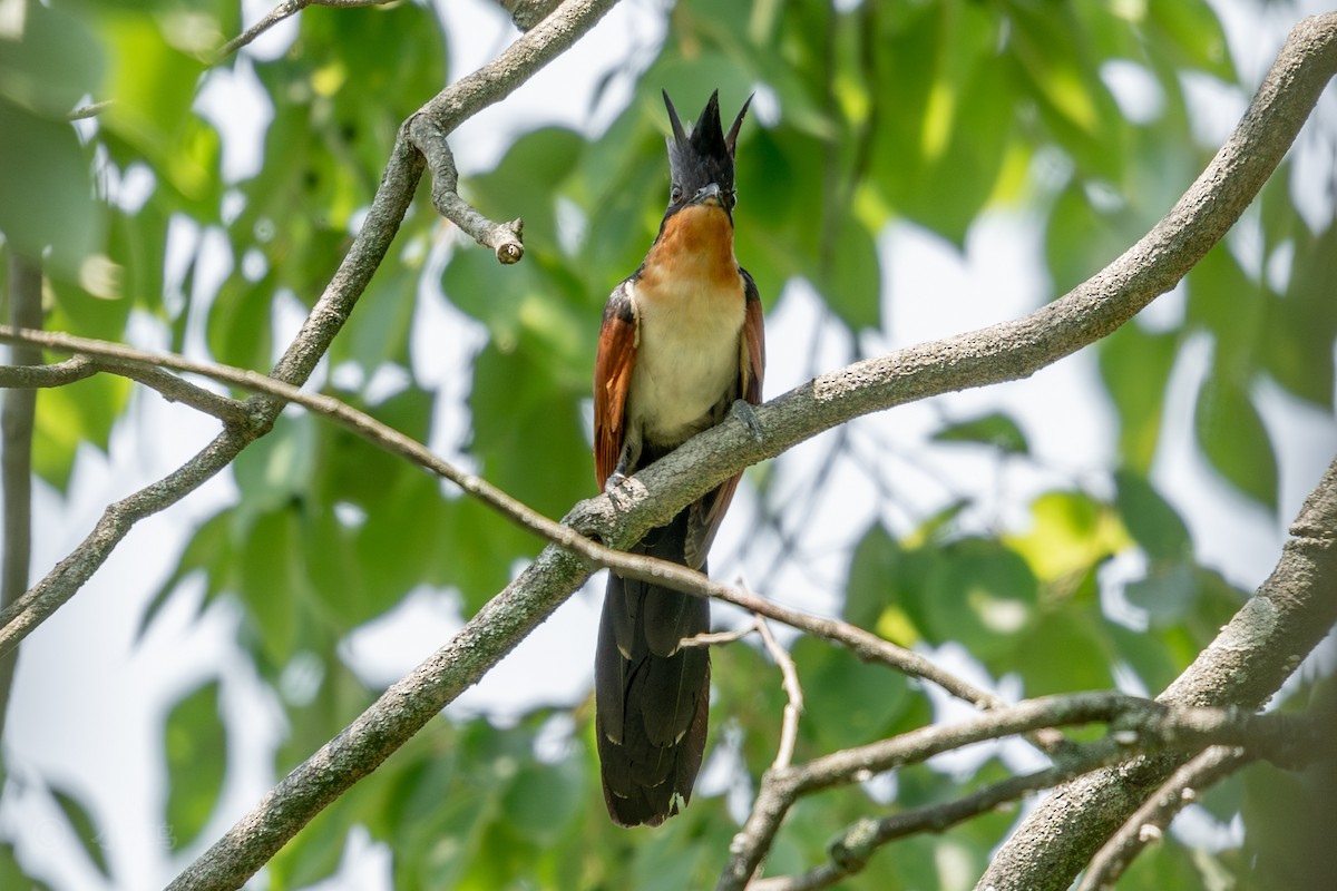 Chestnut-winged Cuckoo - ML637088705