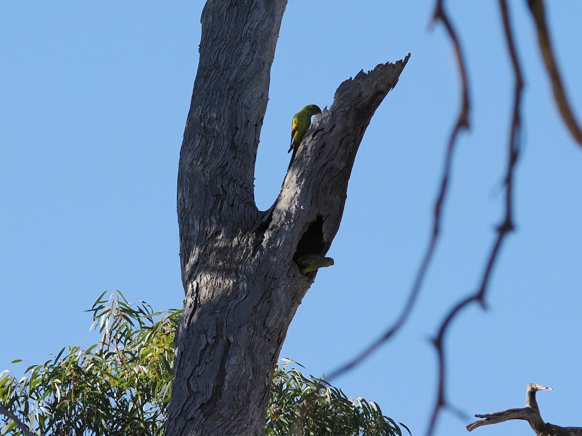 Regent Parrot - ML637088723