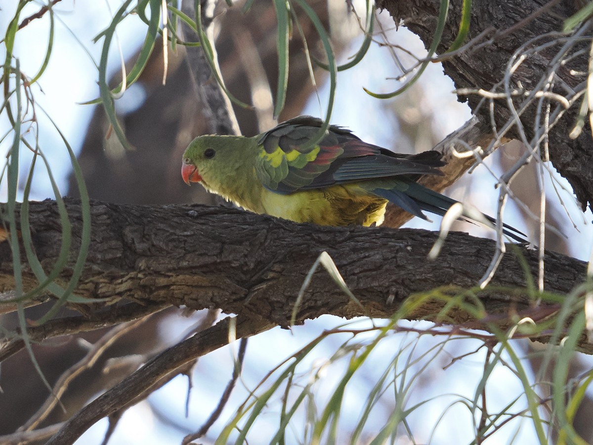 Regent Parrot - ML637088724