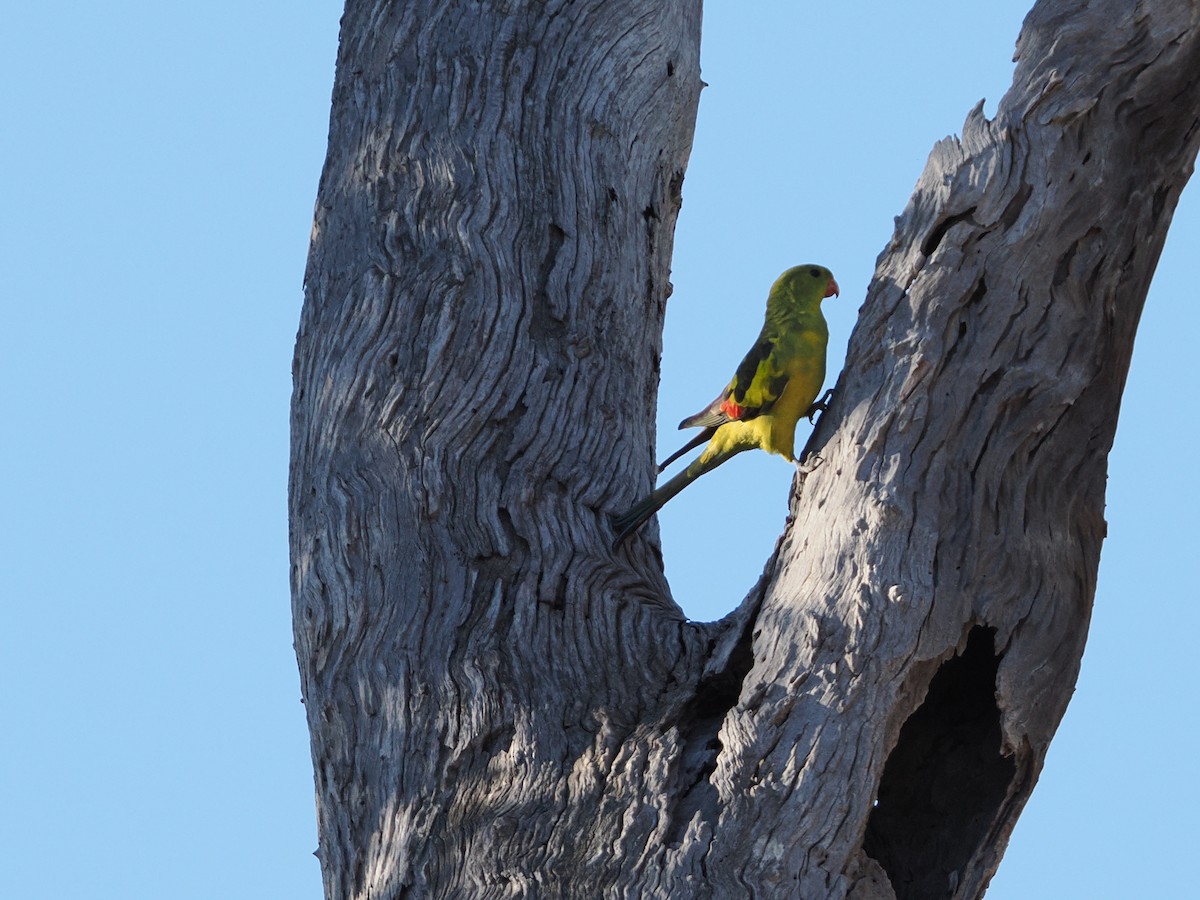 Regent Parrot - ML637088725