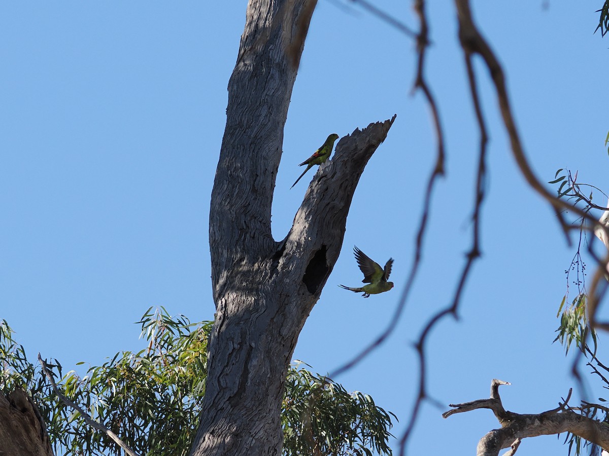 Regent Parrot - ML637088726