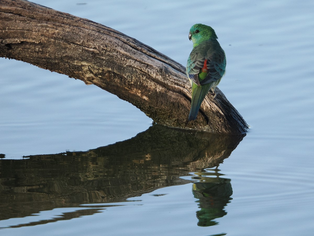Red-rumped Parrot - ML637088750