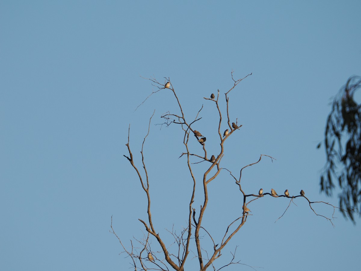 Zebra Finch - ML637088757