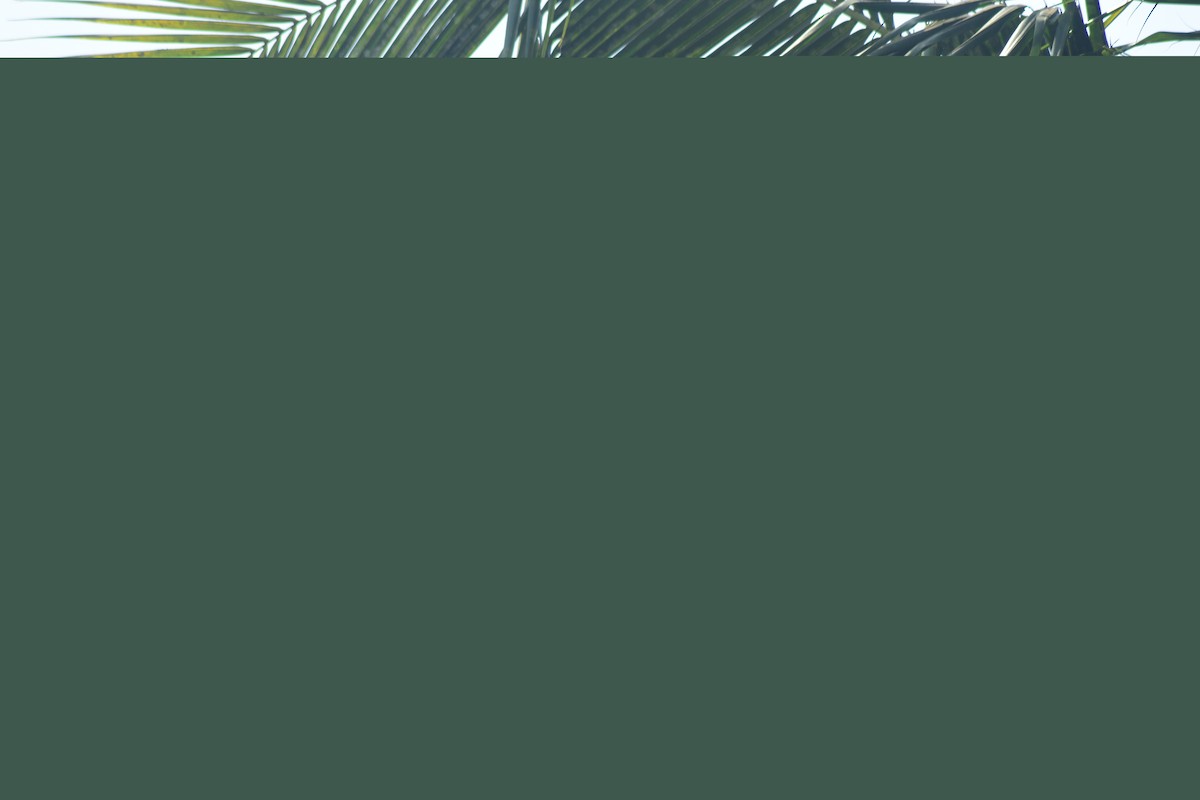 カササギサイチョウ - ML637088777