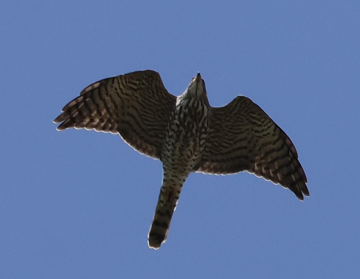 Levant Sparrowhawk - ML637089284