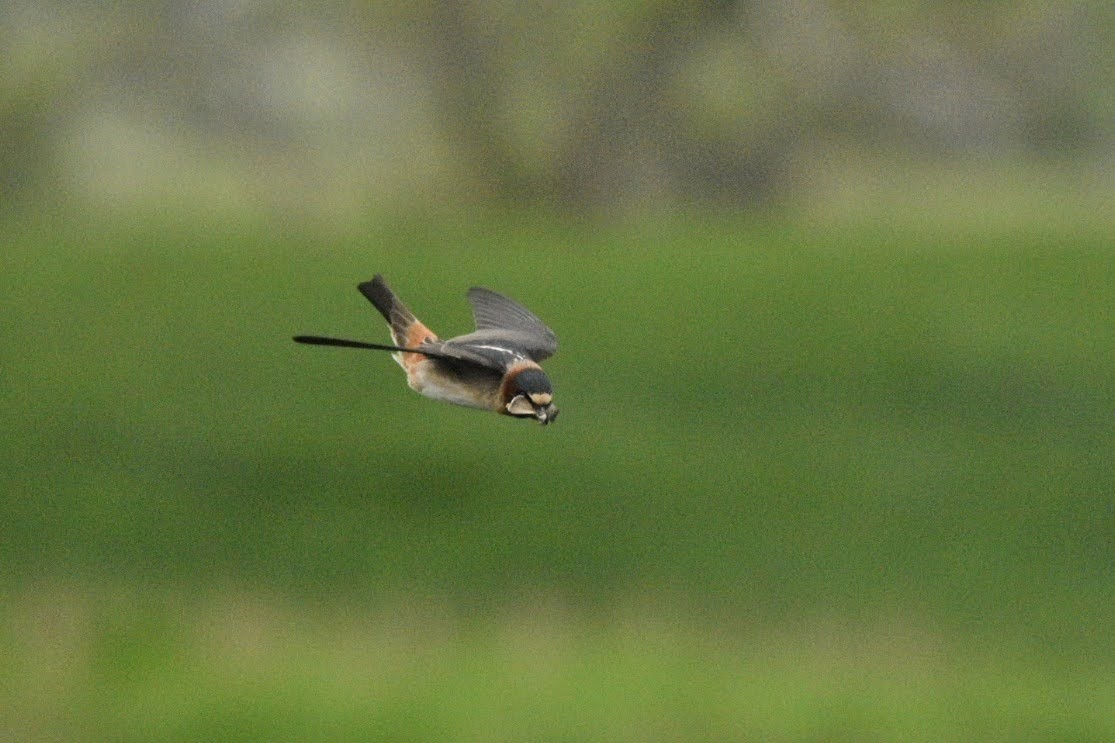 Cliff Swallow - ML637089313