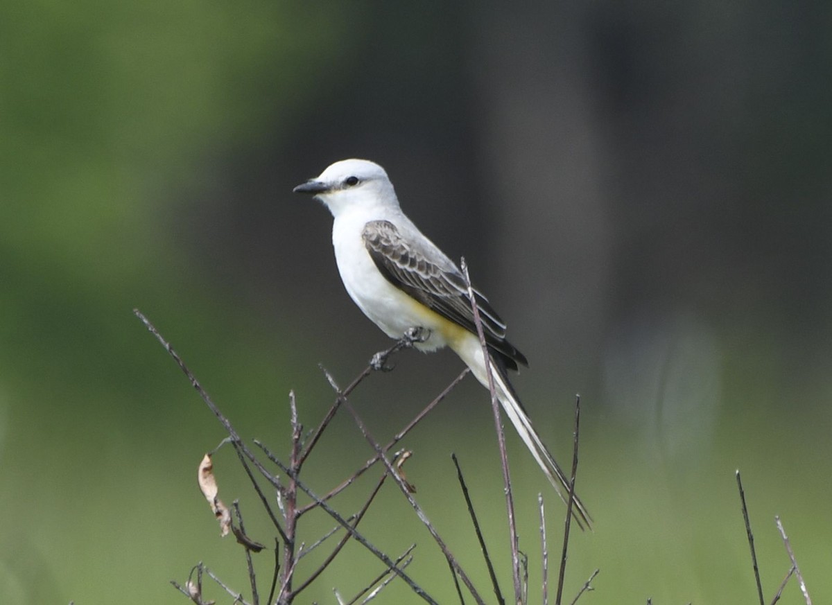 Scissor-tailed Flycatcher - ML637089370