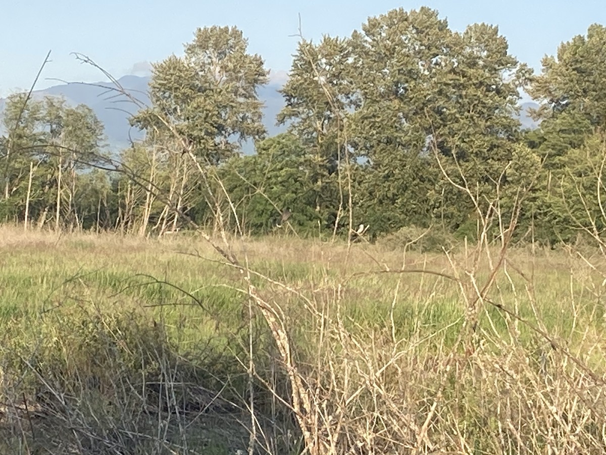 Eastern Kingbird - ML637089396