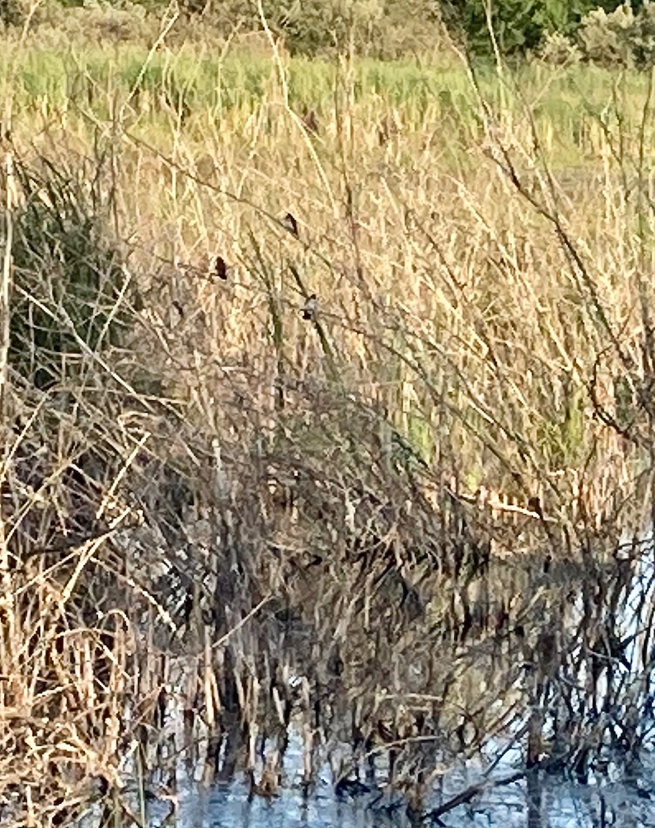 Eastern Kingbird - ML637089413