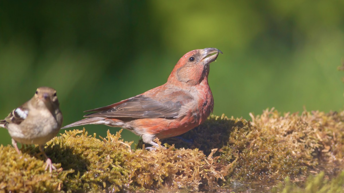 křivka obecná - ML637089479