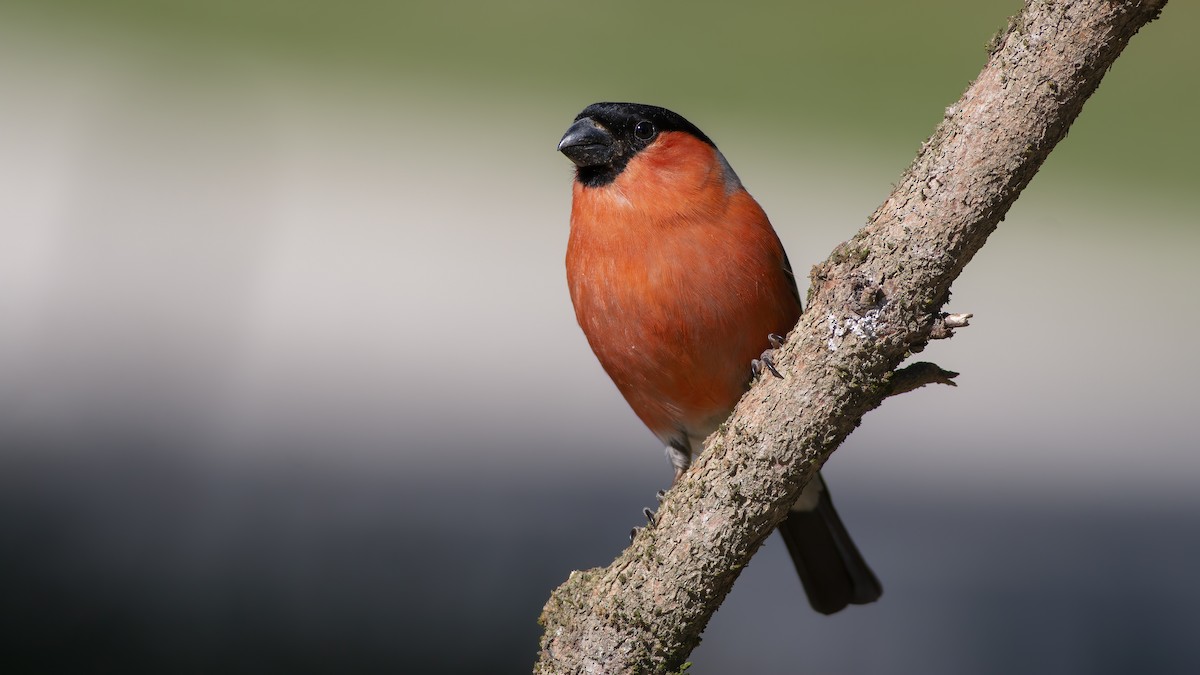 hýl obecný - ML637089481