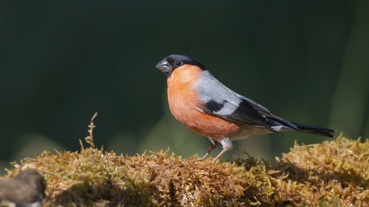 hýl obecný - ML637089482