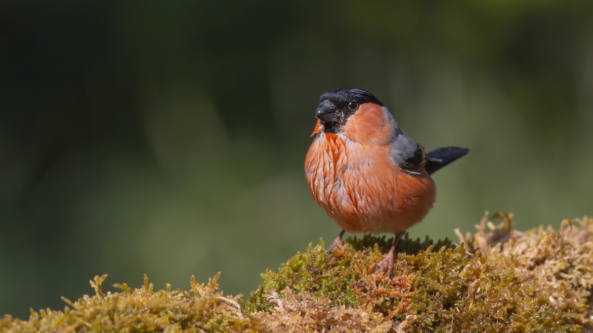 hýl obecný - ML637089483