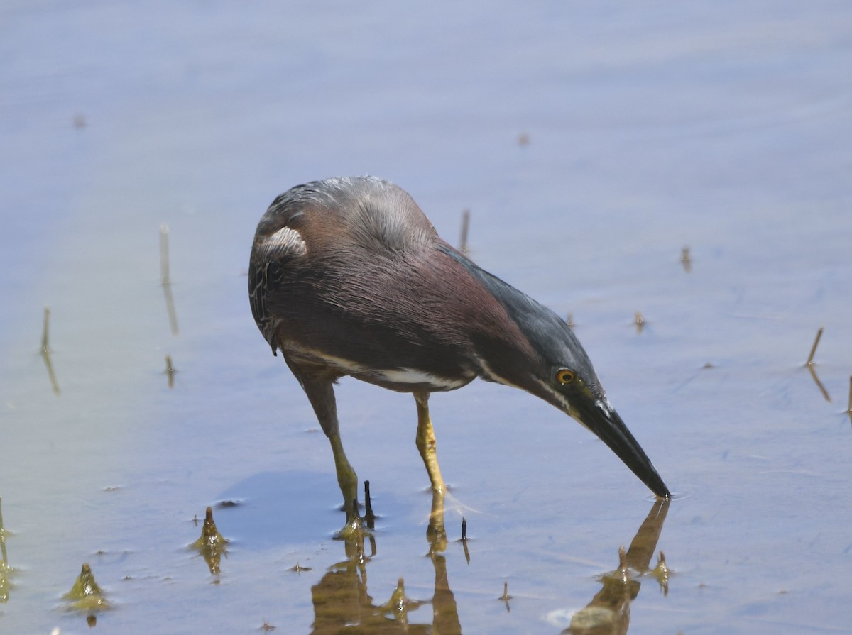 Green Heron - ML637089505
