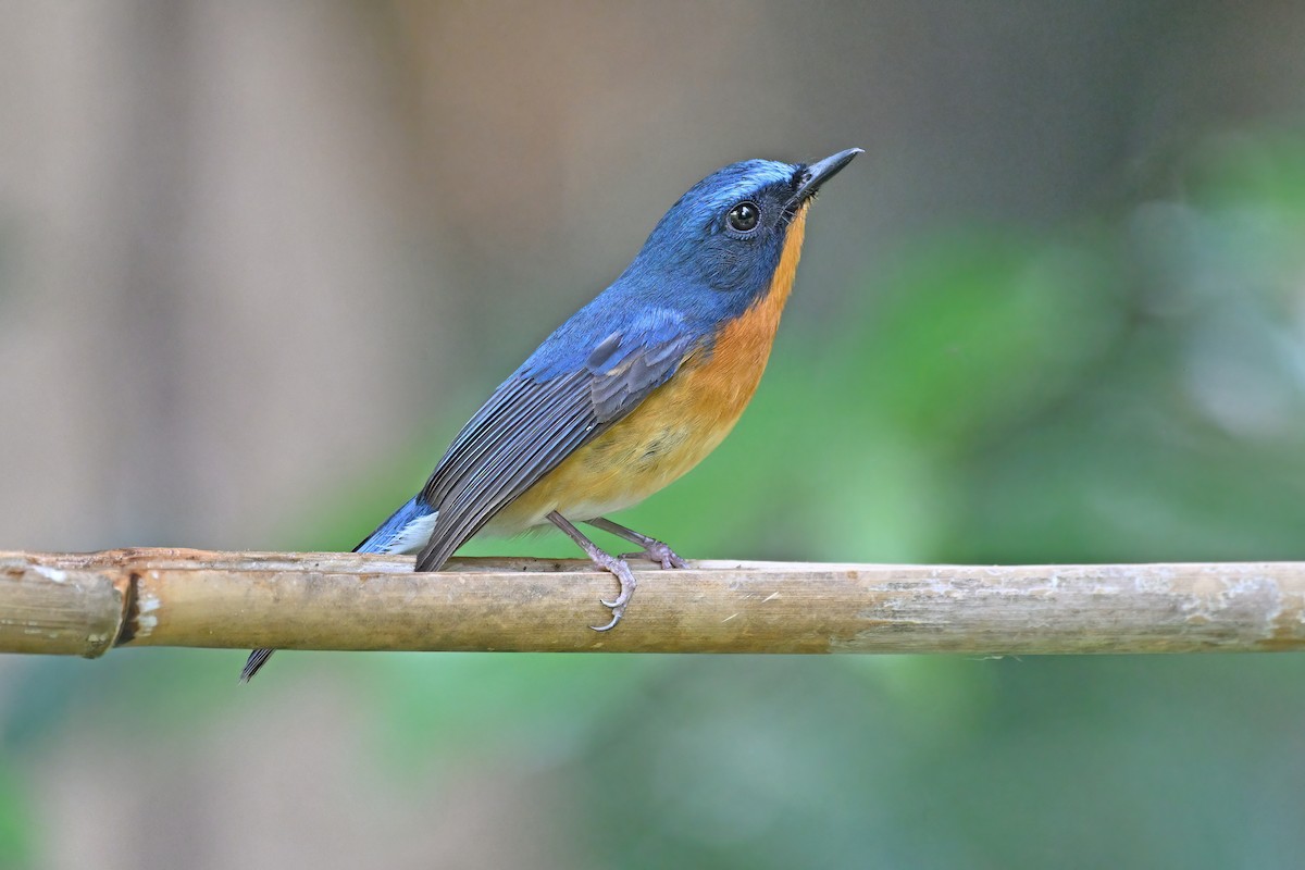 Hill Blue Flycatcher - ML637089522
