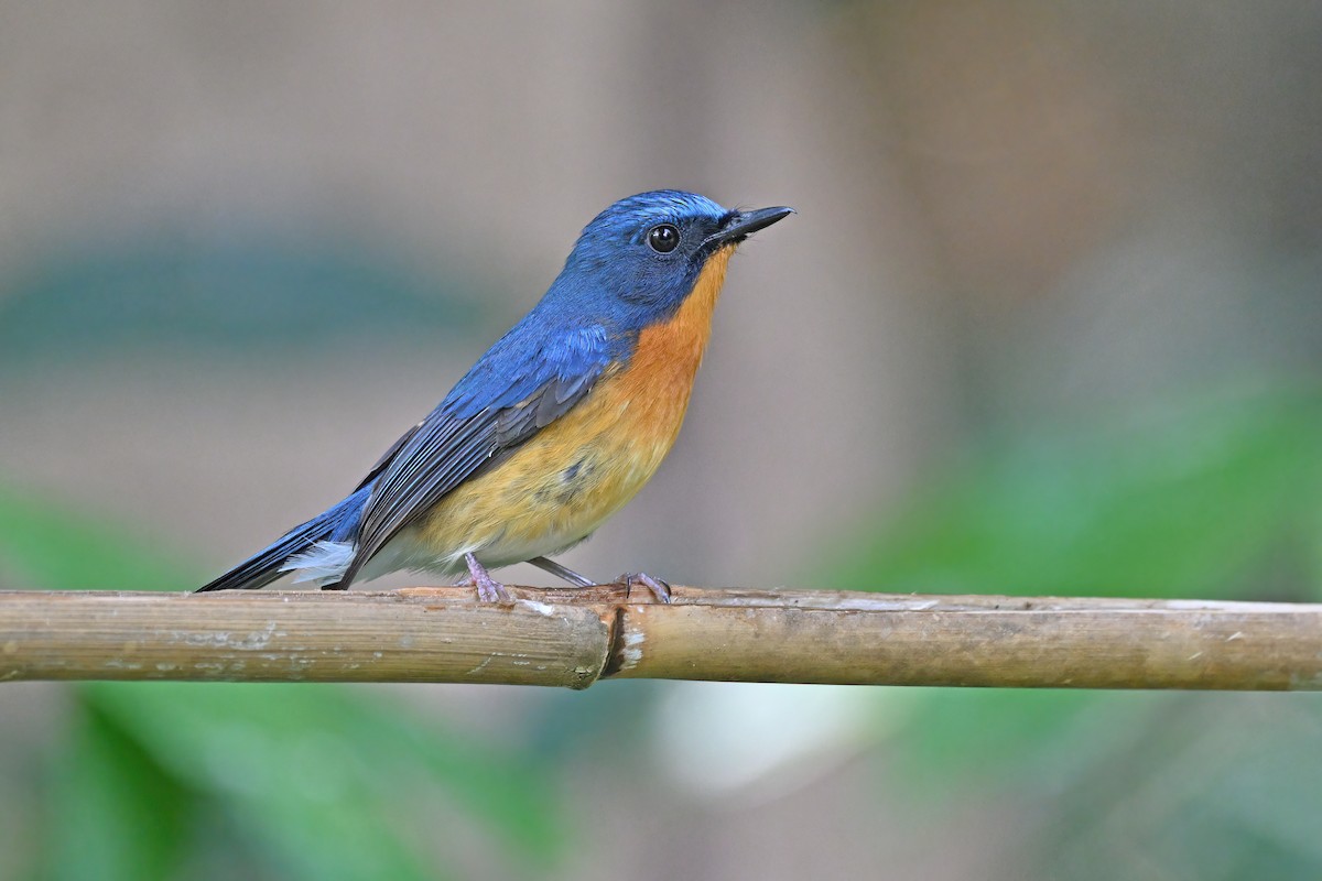Hill Blue Flycatcher - ML637089523