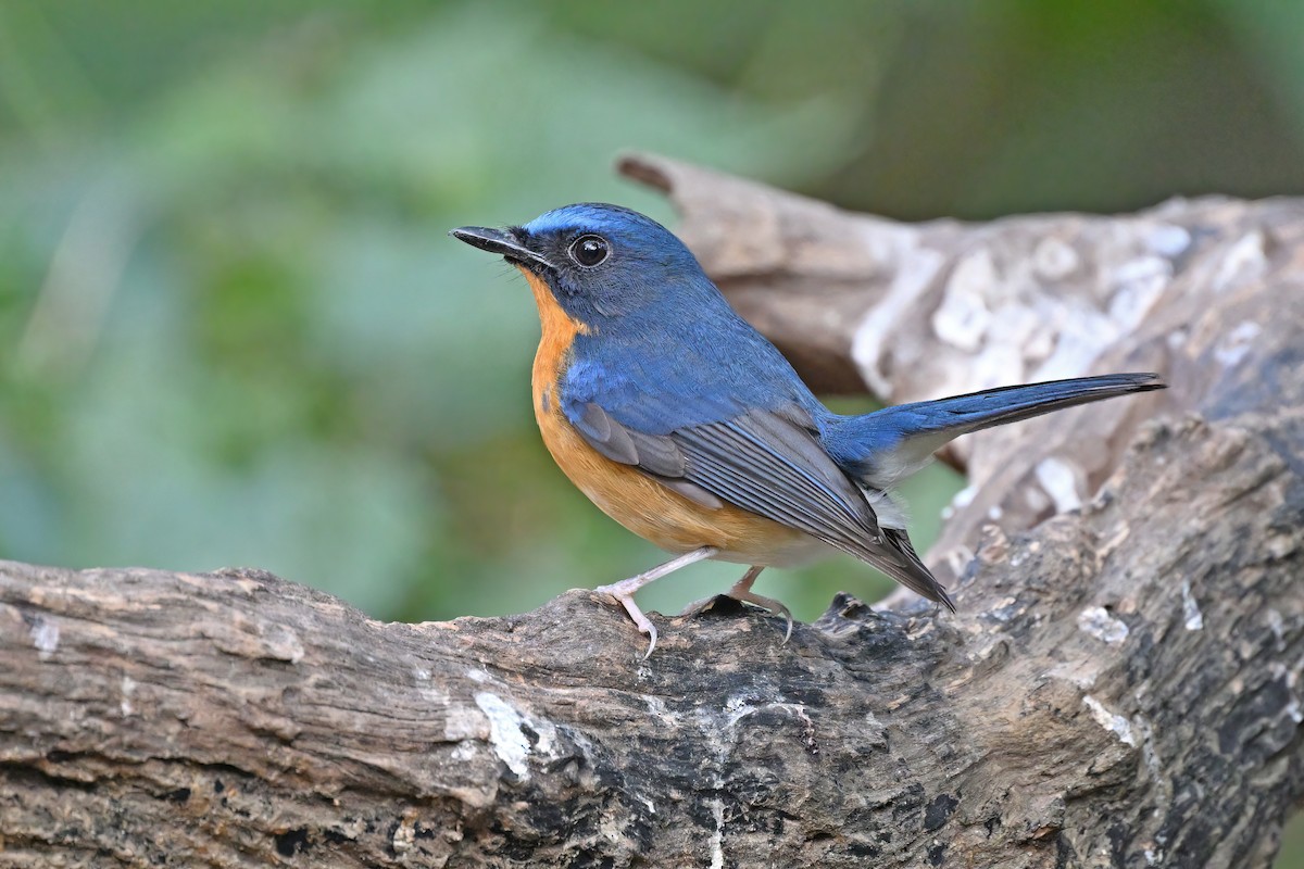 Hill Blue Flycatcher - ML637089527
