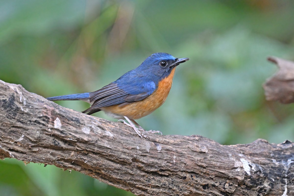 Hill Blue Flycatcher - ML637089529