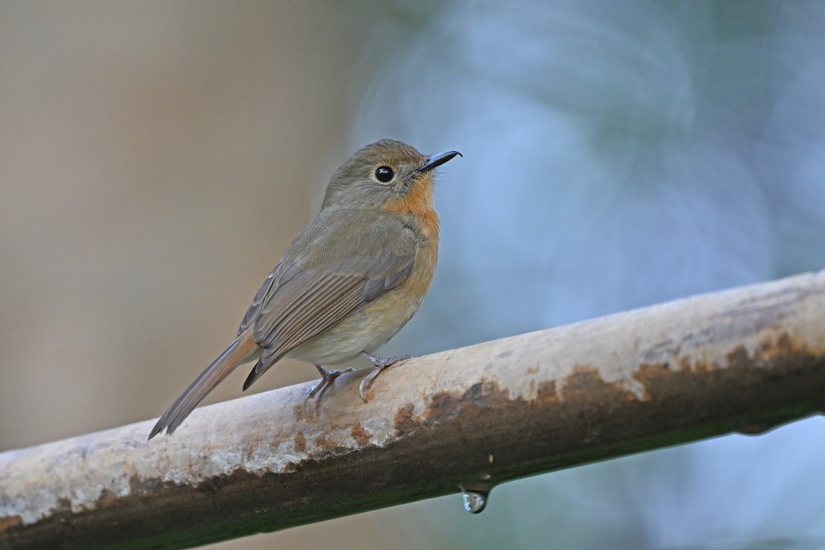 Hill Blue Flycatcher - ML637089530