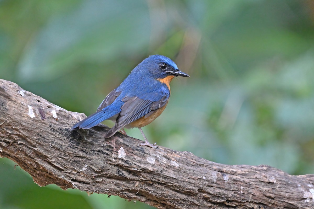 Hill Blue Flycatcher - ML637089531
