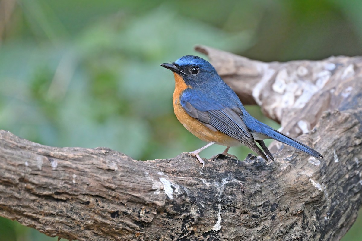 Hill Blue Flycatcher - ML637089533