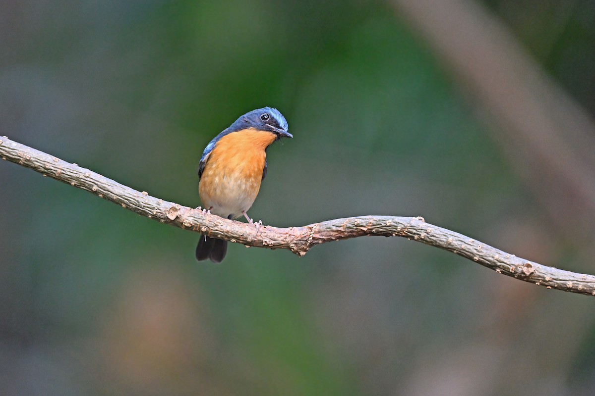 Hill Blue Flycatcher - ML637089534