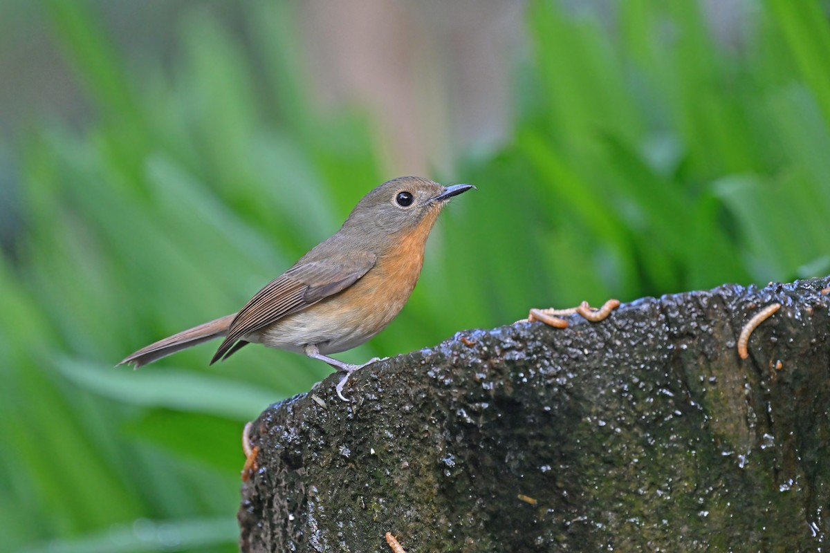 Hill Blue Flycatcher - ML637089535