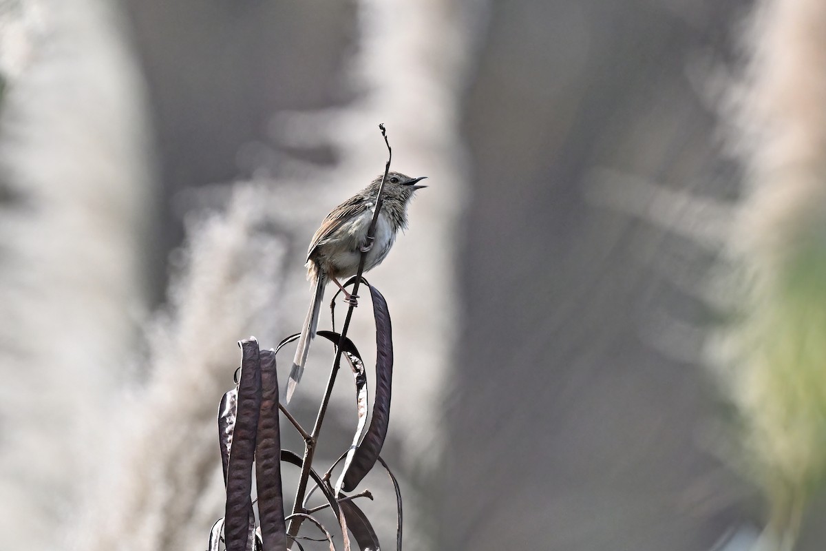 Himalayan Prinia - ML637089581