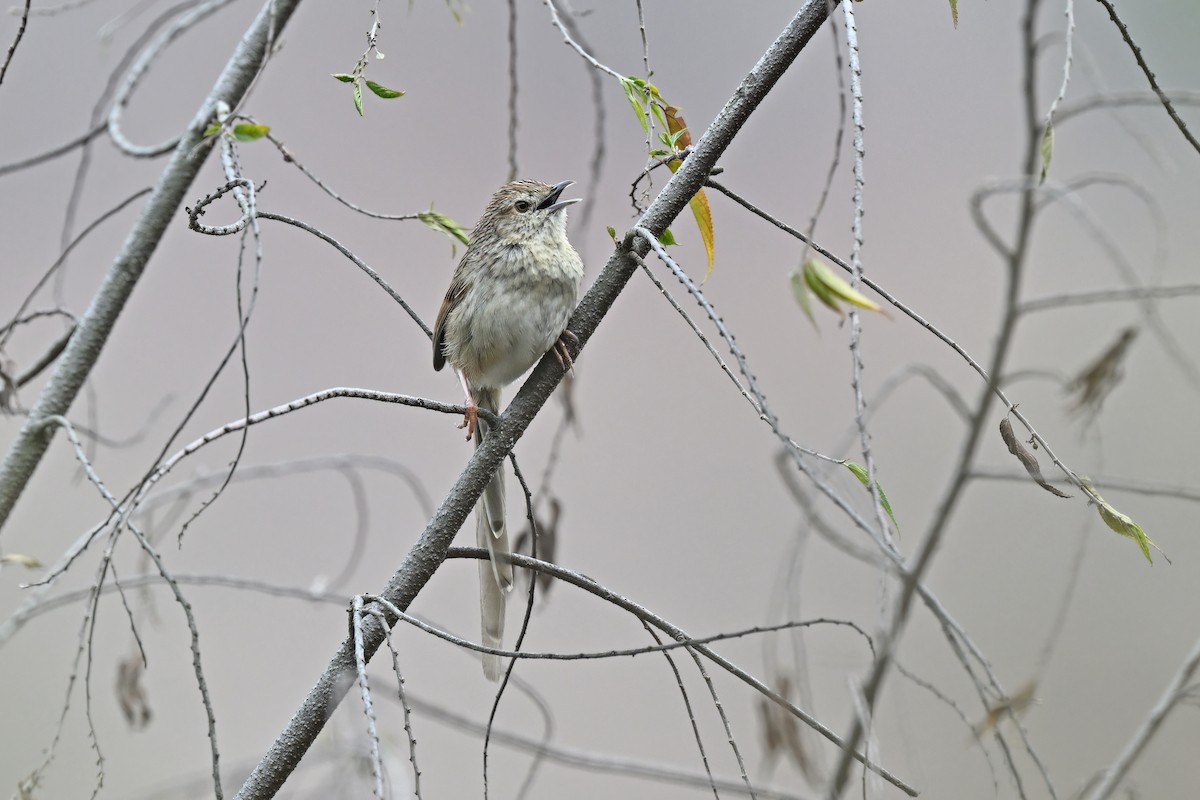 Himalayan Prinia - ML637089582
