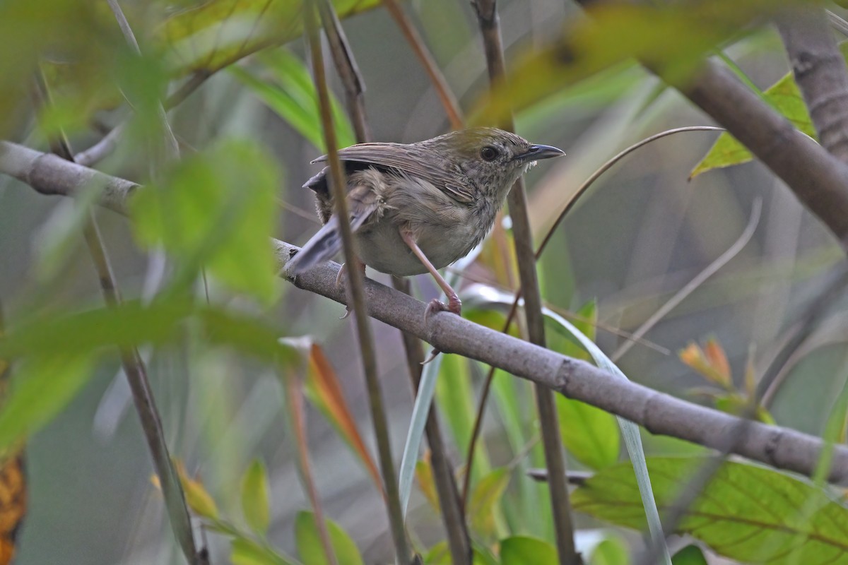 Himalayan Prinia - ML637089583
