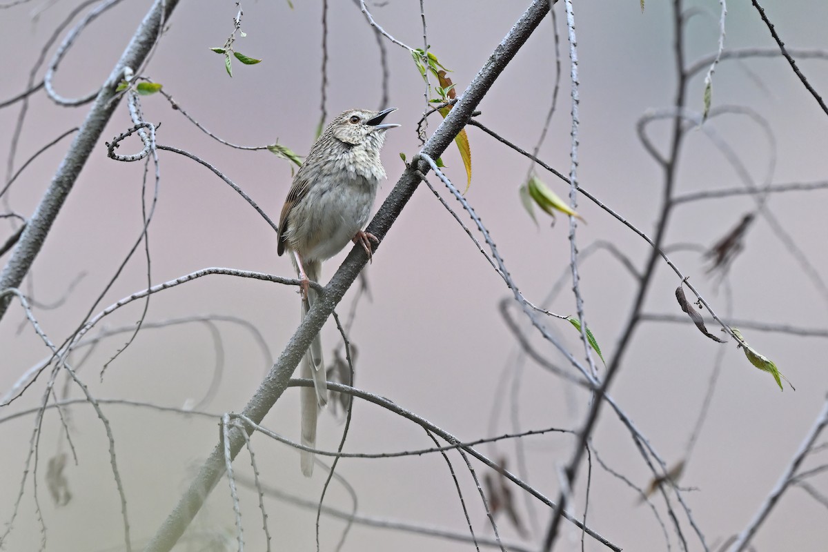 Himalayan Prinia - ML637089584