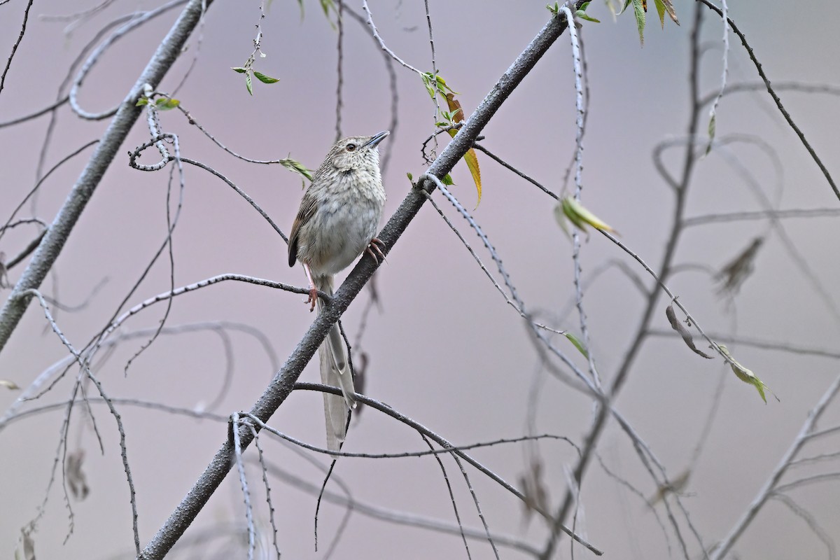 Himalayan Prinia - ML637089586