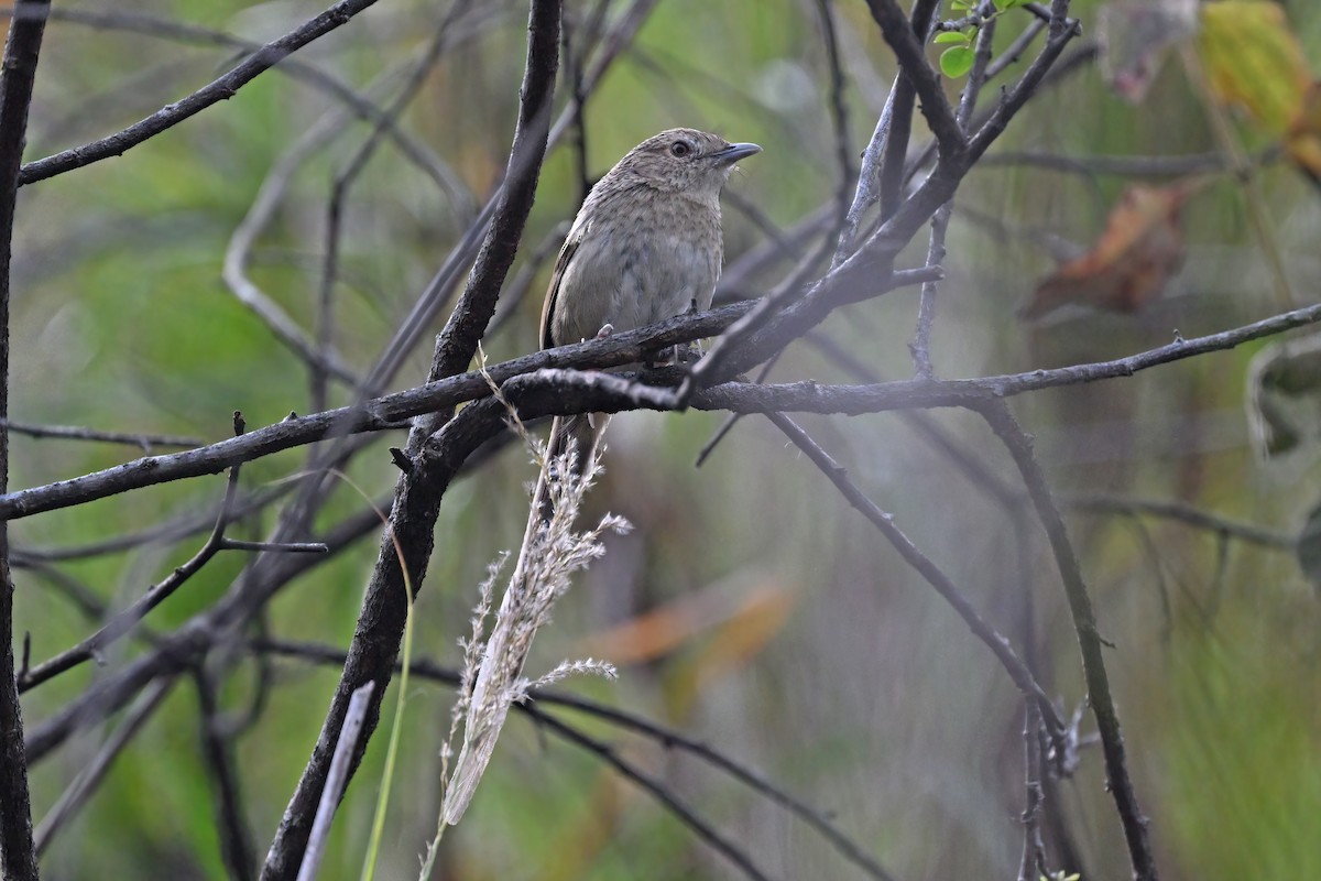 Himalayan Prinia - ML637089588