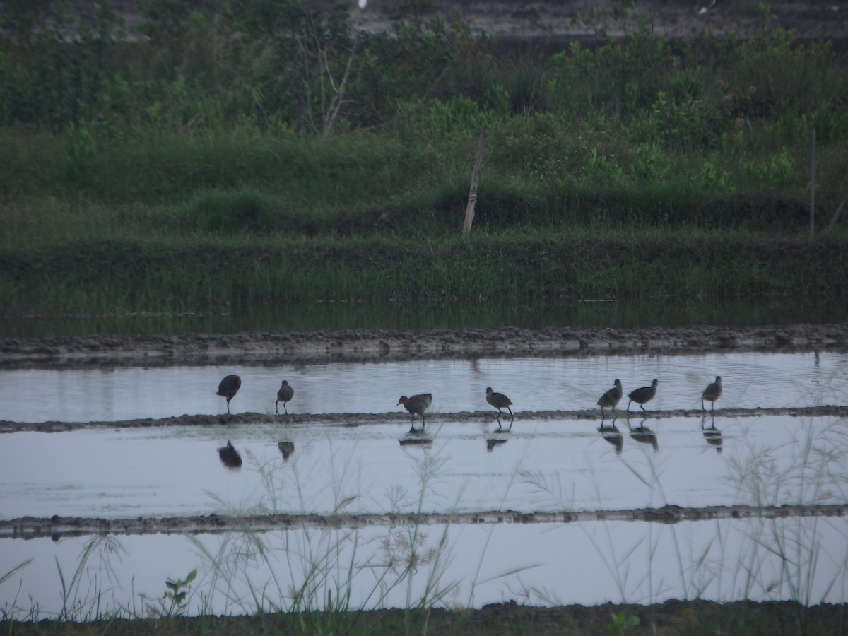 Slaty-breasted Rail - ML637089641
