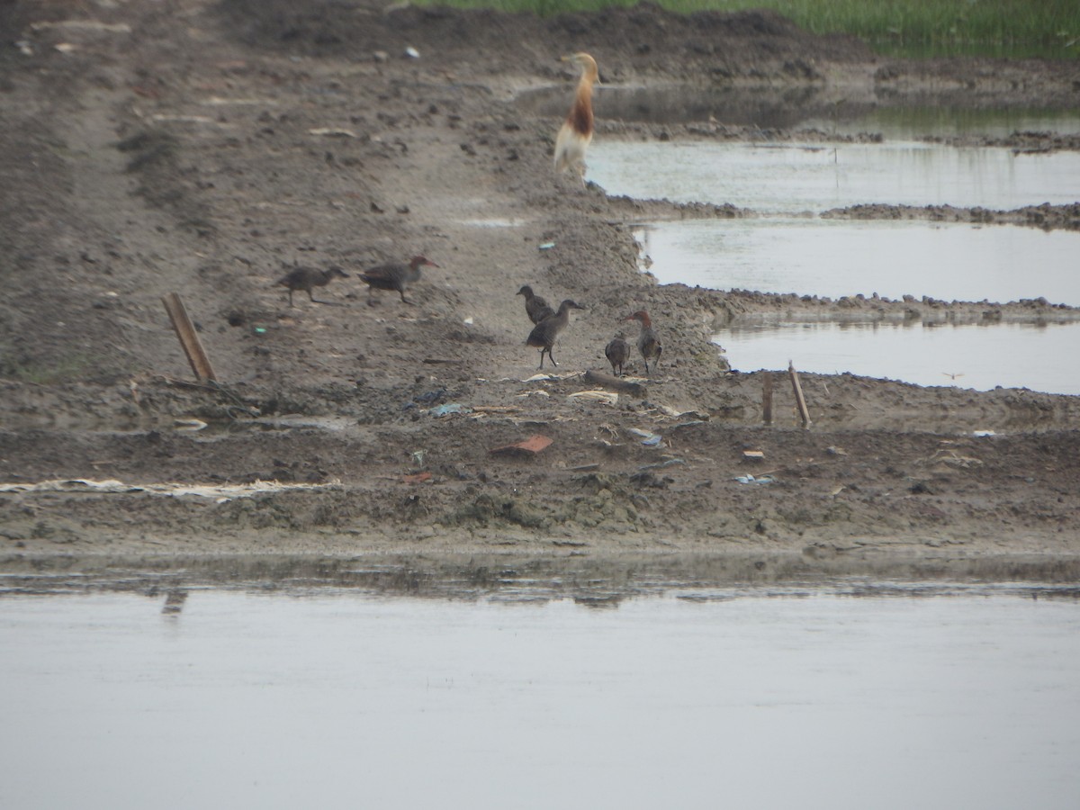 Slaty-breasted Rail - ML637089653