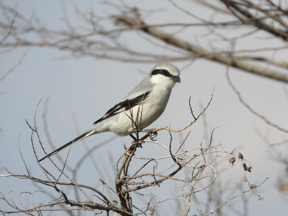 Chinese Gray Shrike - ML637089661