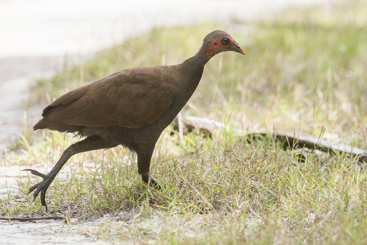 Philippine Megapode - ML637089670