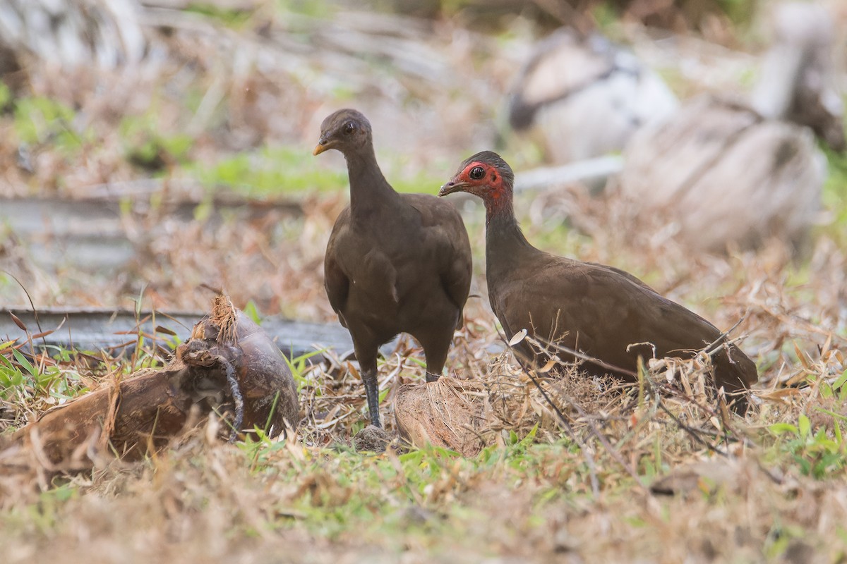 Philippine Megapode - ML637089672