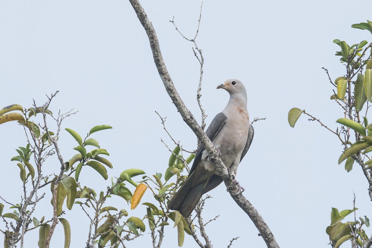 Gray Imperial-Pigeon - ML637089675