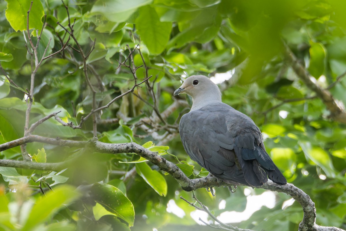 Gray Imperial-Pigeon - ML637089676