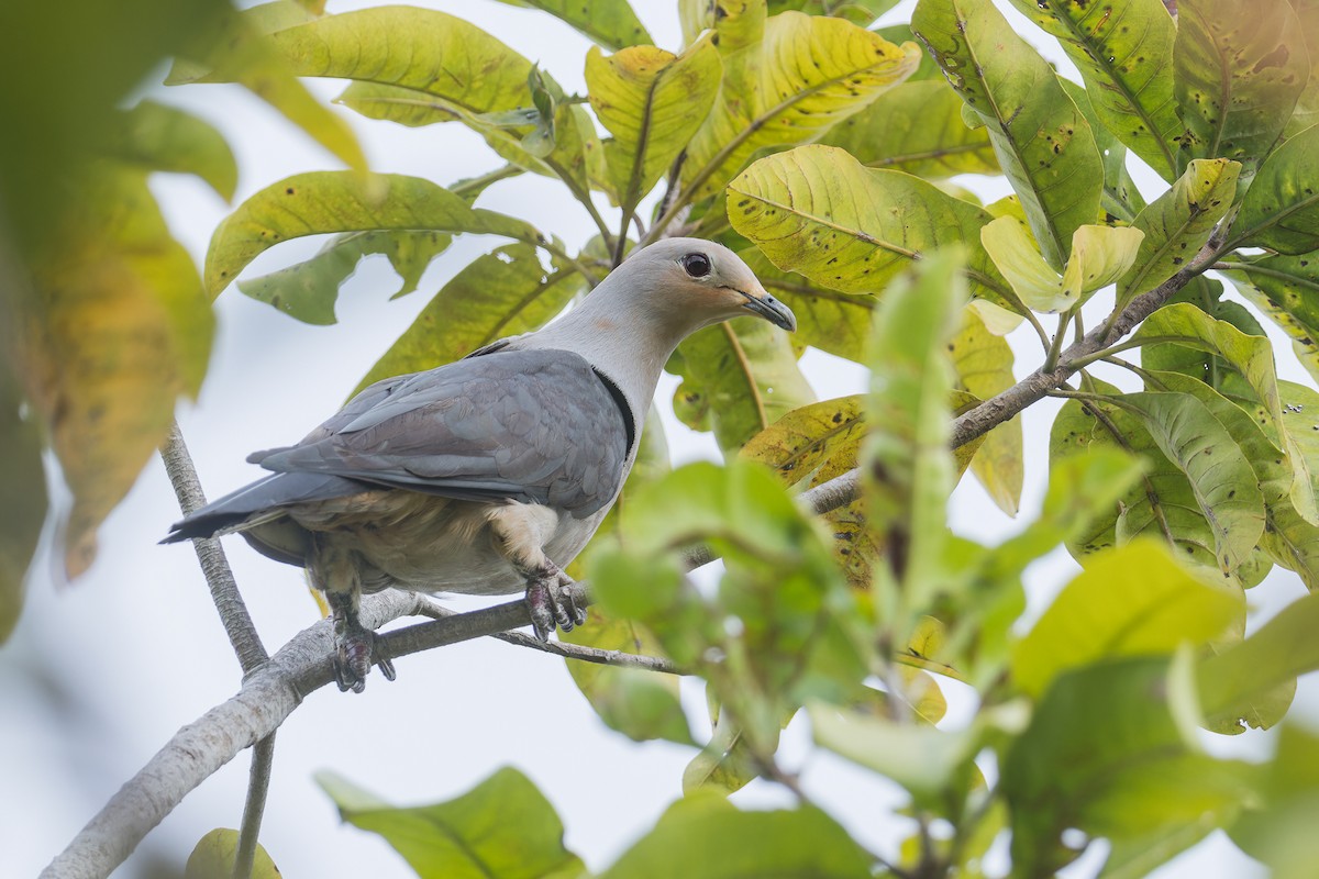 Gray Imperial-Pigeon - ML637089677