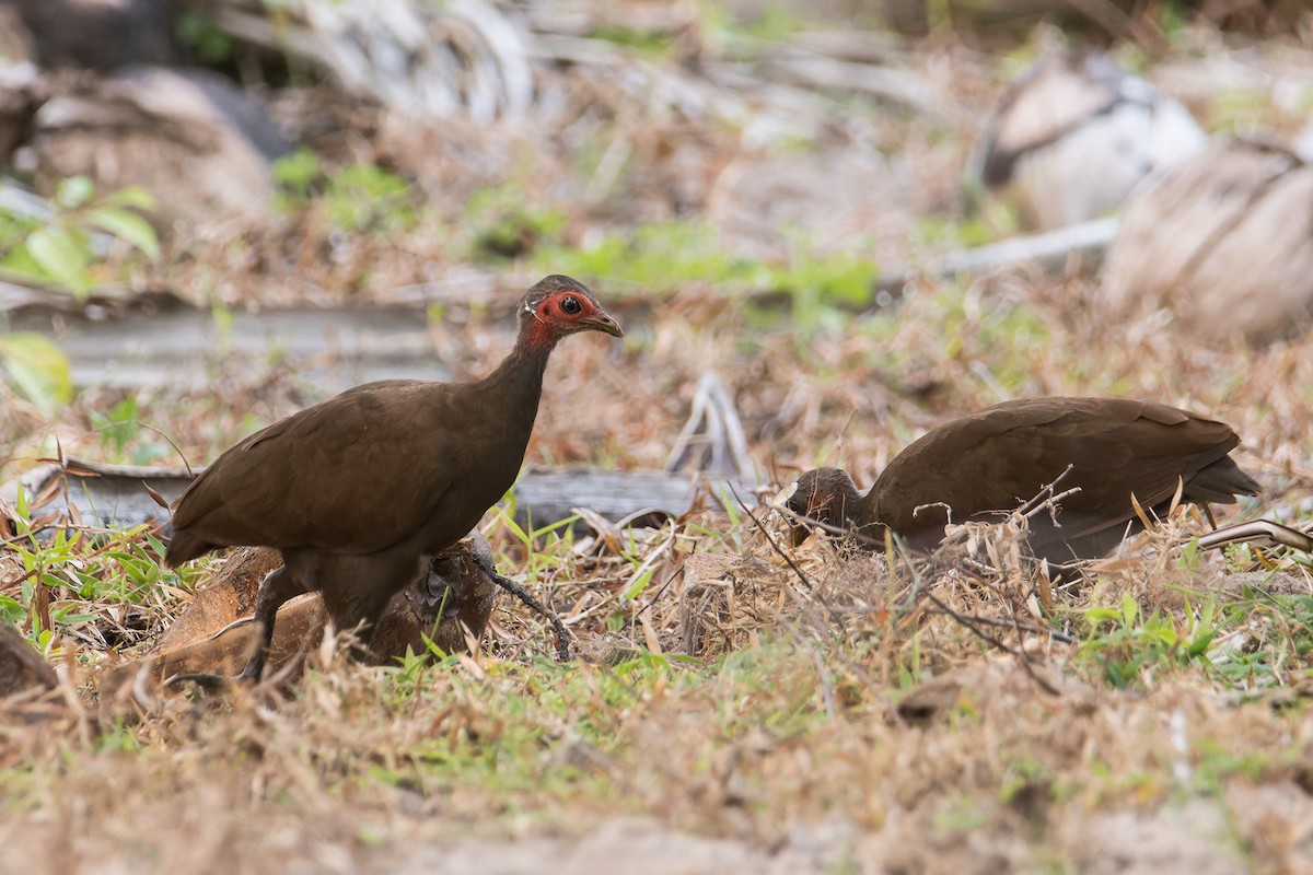 Philippine Megapode - ML637089728