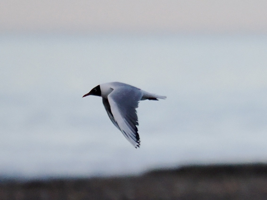 Хүрэн толгойт цахлай - ML637089866