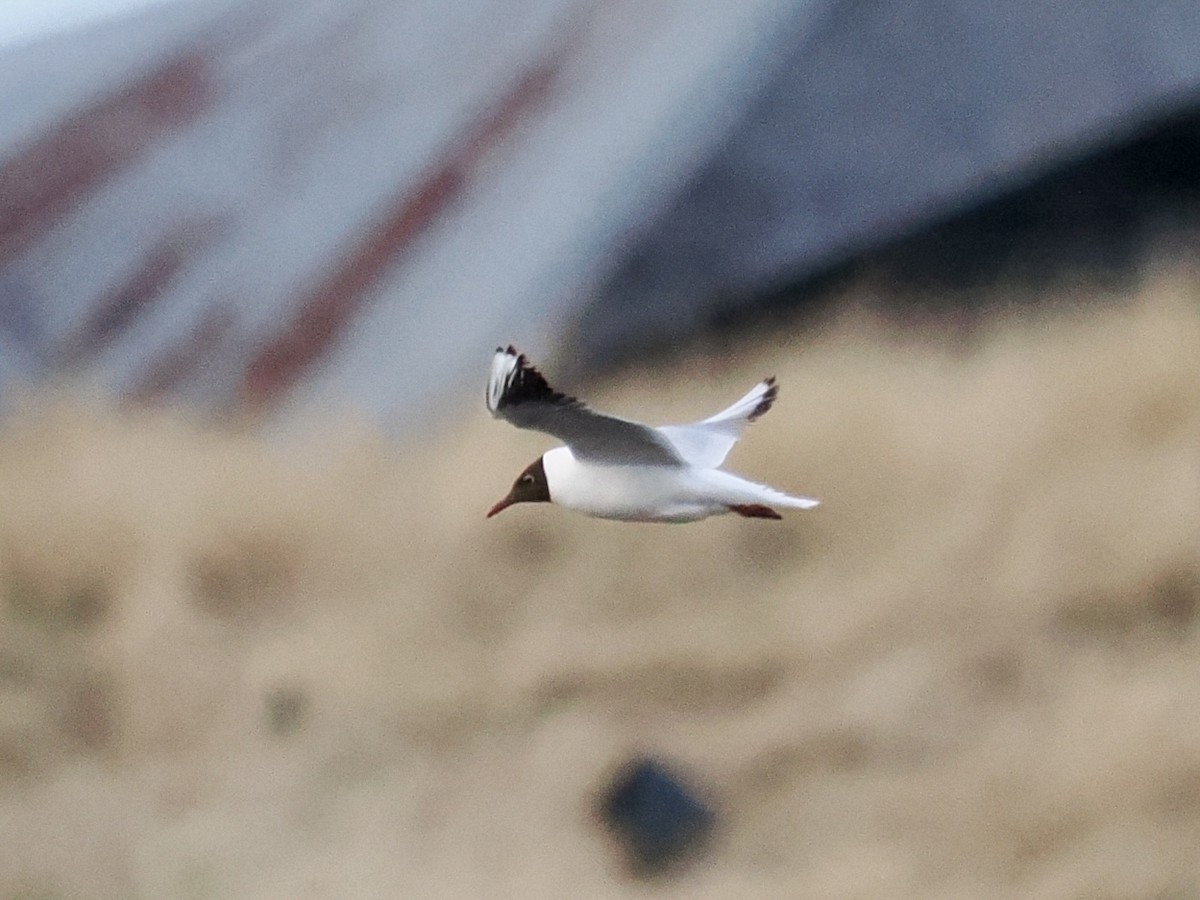 Хүрэн толгойт цахлай - ML637089868