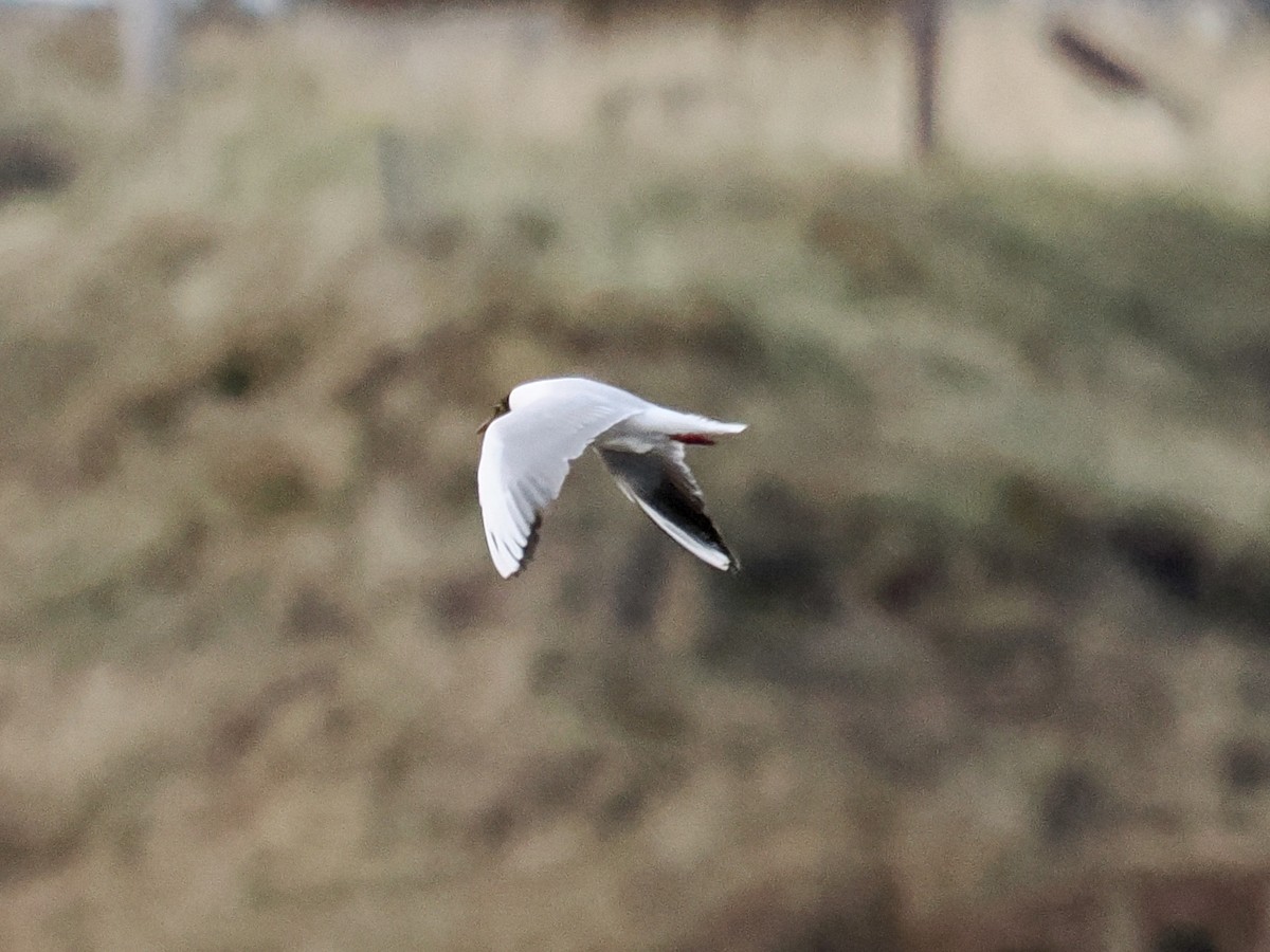 Хүрэн толгойт цахлай - ML637089869