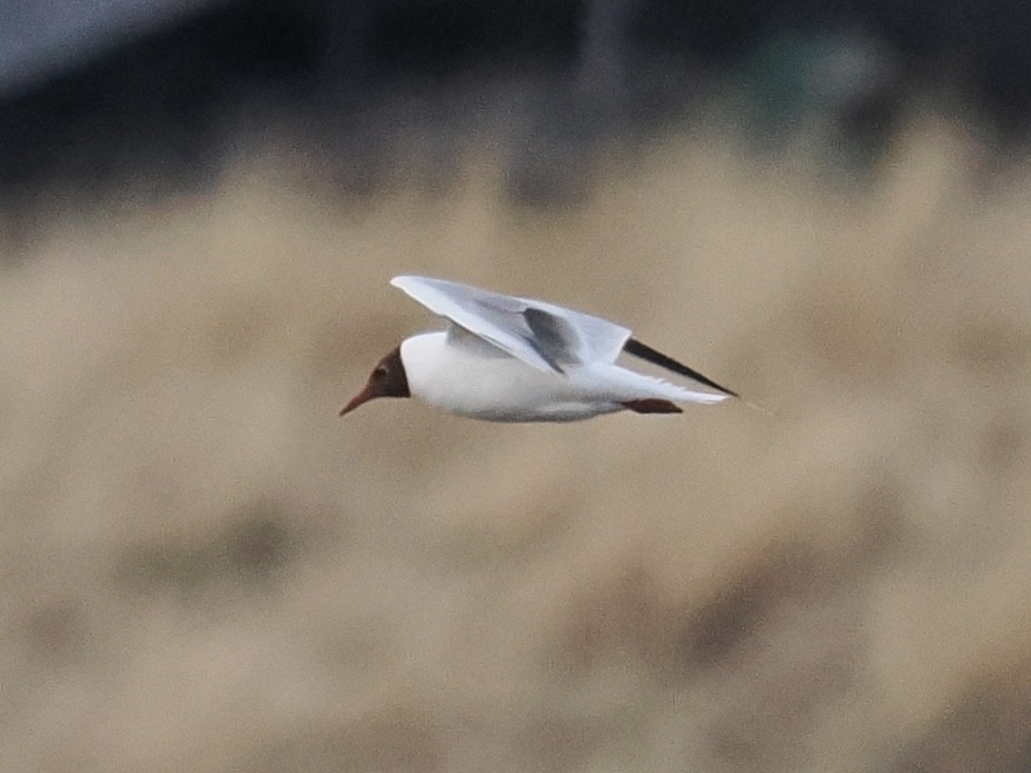 Хүрэн толгойт цахлай - ML637089870