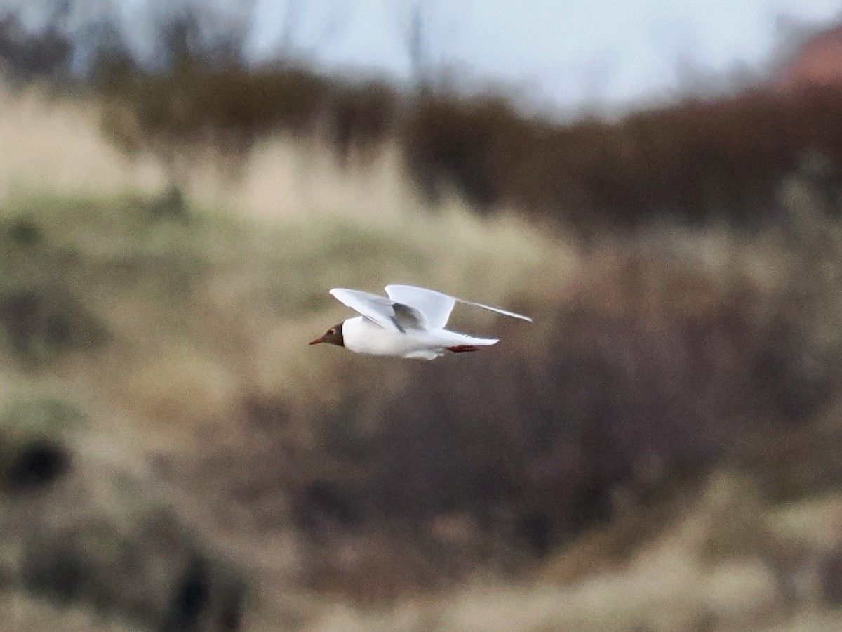 Хүрэн толгойт цахлай - ML637089871